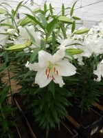 [4246 Crystal Blanca WF No01.JPG]